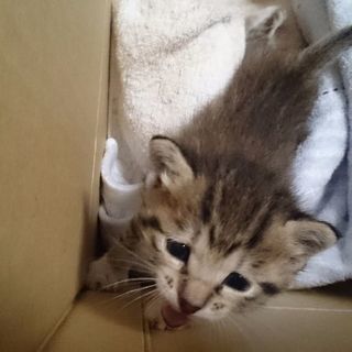 子猫の里親を急募しています
