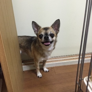 里親さん決まりました。