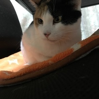 三毛猫あんずちゃん