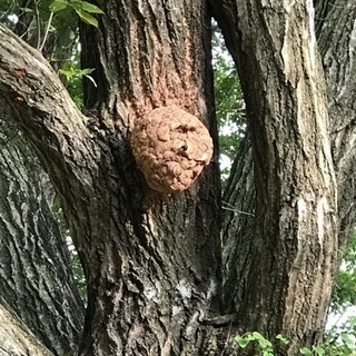ベトナムの友達作りたい