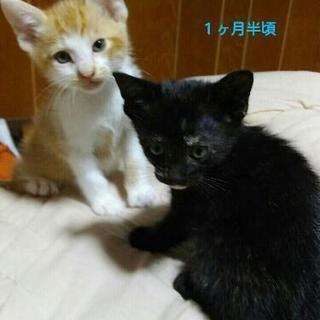 【保留】５/16生まれ。黒猫♀ - 中津川市