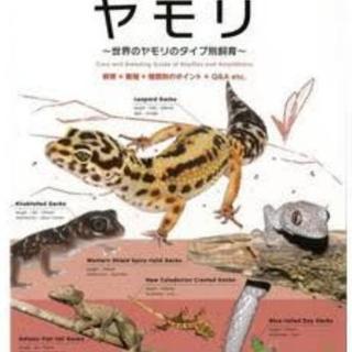 ヤモリの本‼️