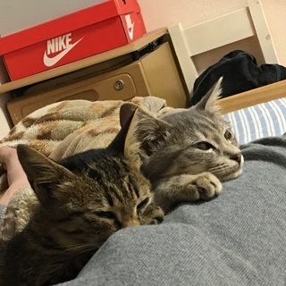 子猫保護しました。里親さん募集です！