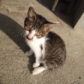 とっても人懐っこい子猫が安心して暮らせるお家を探しています。