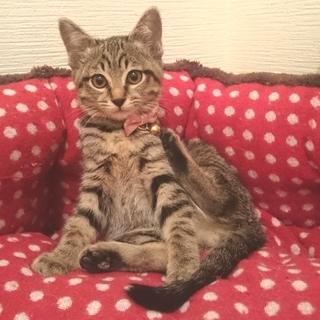 生後2か月。おっとりマイペースな女の子です。