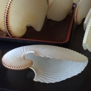 蛸貝の画像