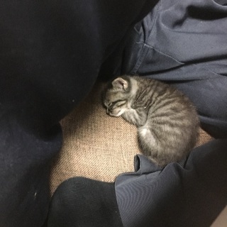子猫の里親を探してます