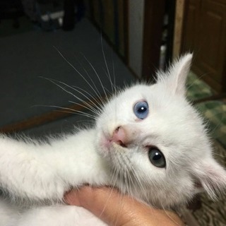 里親様決まりそうなので一時ストップします