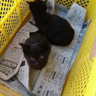 明日の朝まで 生後２ヶ月未満 子猫２匹 黒猫