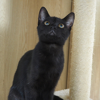 人馴れ抜群！ストーカー猫★黒猫のヤマト君♪ - 猫