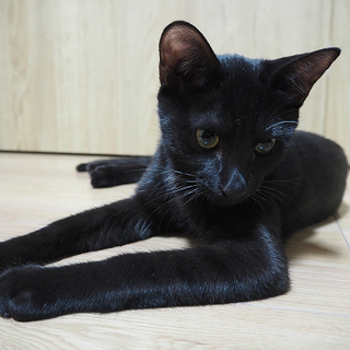 人馴れ抜群！ストーカー猫★黒猫のヤマト君♪ − 神奈川県
