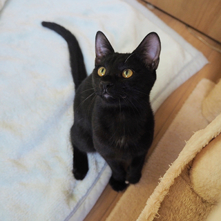 人馴れ抜群！ストーカー猫★黒猫のヤマト君♪ - 里親募集