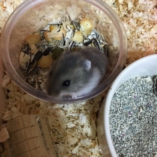 ハムスター