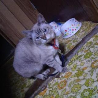 猫年齢１０歳