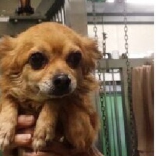 緊急募集　行政収容チワワ　犬メス　 とっても明るい推定３～４才