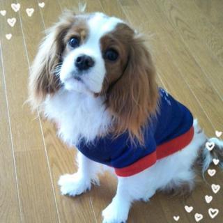 犬友さん募集です！一緒に遊んでくれるワンちゃんいませんか？飼って...