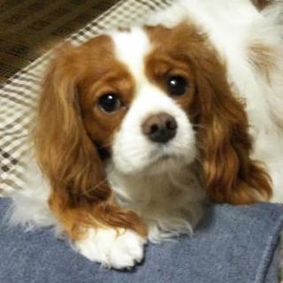 犬友さん募集です！一緒に遊んでくれるワンちゃんいませんか？飼っていなくても犬と触れ合いたい人も歓迎です。 - 邑楽郡