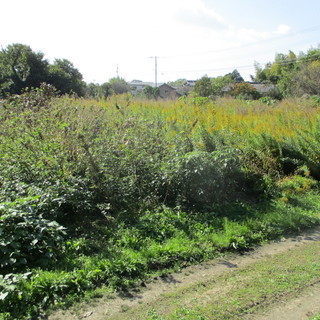 畑の草刈り