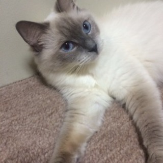 迷い猫探してます