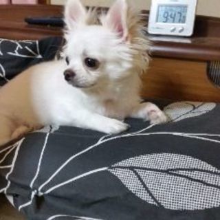 甘えん坊のチワワ五歳の男の子を可愛がってくださるかた