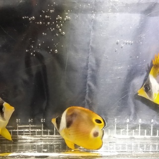 アクアリウム仲間募集（磯採集、漁港採集、海水魚、サンゴ、ワイルド...