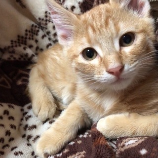 【募集終了】子猫五匹の里親様全て決まりました
