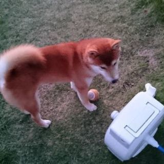 グルチャメンバー募集します。