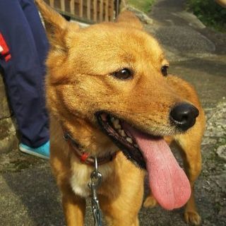 お願いします！！雑種犬(推定２才半)を家族として迎えていただける方！
