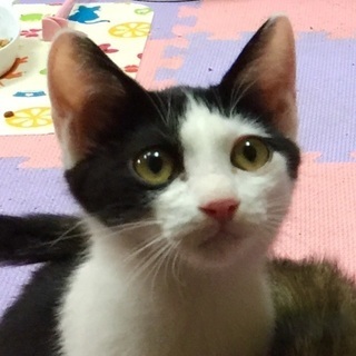 気立ての良い男の子です！の画像