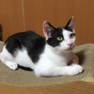 気立ての良い男の子です！ - 猫