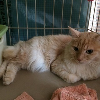 フワフワのクリーム色の猫ちゃんです。