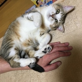 産まれたての仔猫 可愛がって下さい