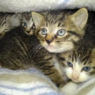 子猫4匹の里親募集します。