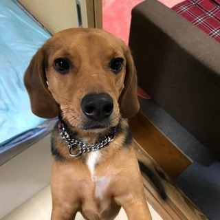 ミックス犬  里親さん急募