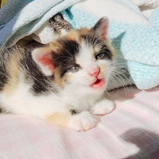 とっても甘えん坊な三毛猫の子猫です(受付終了)