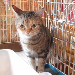 猫メス　 ４歳くらい　アメショーブラウンタビ―