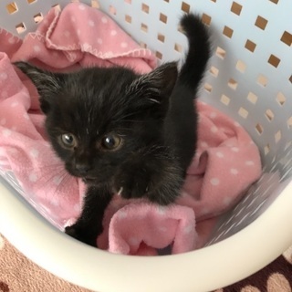 急募！可愛い子猫保護しました。生後3ヶ月ぐらいです！