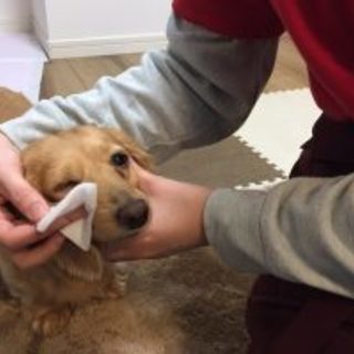 業界初！動物看護師によるペットシッターで介護も看護もお任せ下さい！ − 東京都