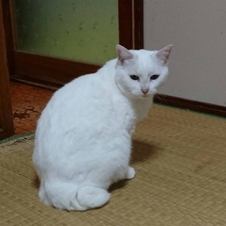 真っ白な猫です。