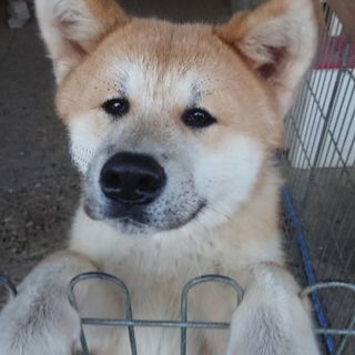 秋田犬の子犬(6ヶ月)里親募集