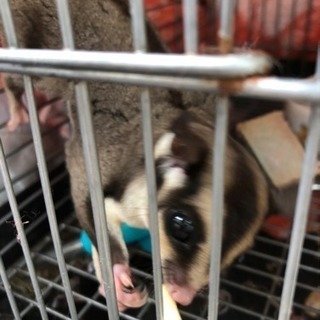 モモンガ