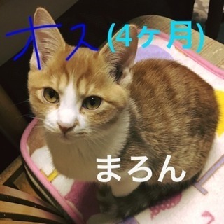 里親様決まりましたありがとうございました(^-^)