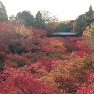 紅葉狩り🍁✨
