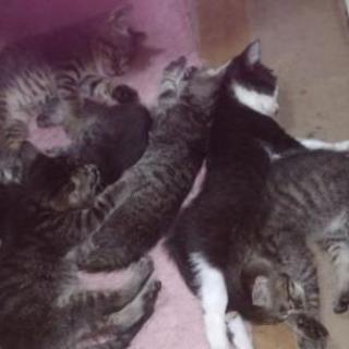 子猫差し上げます。