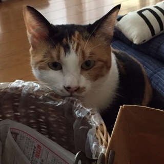 三毛猫のムギちゃん　2歳　里親様募集中