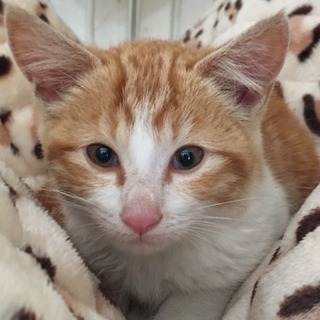 飼い主さん募集