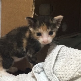 里親募集 ４ヵ月の子猫です。