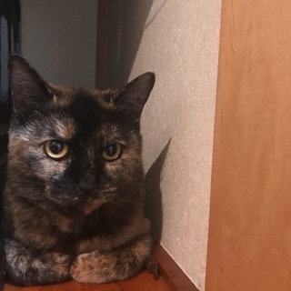 お顔が十字架模様のさび猫ちゃん♡