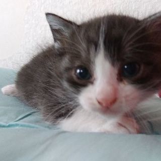 生後１ヶ月の子猫ｵｽ、ﾒｽ