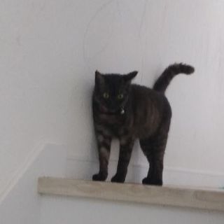 一歳のﾒｽ猫